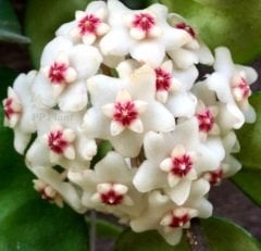 Hoya carnosa crinkle 8 white - Kokulu mum çiçeği 2 yaprak toprak da köklü ve sürgünlü (kod:new10a)