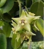 Hoya coranaria -  Kokulu mum çiçeği 2 yaprak toprak da köklü ve sürgünlü (kod:new15a)