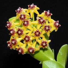 Hoya cumingiana -  Kokulu mum çiçeği 2 - 4 yaprak toprak da köklü ve sürgünlü (kod:new17a)