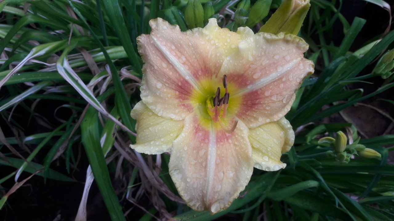 Kod:hem16 Hemerocallis 'Veins of Truth' Daylily Hardy Perennial (Çiçek açabilecek sağlıklı 1adet rizom)