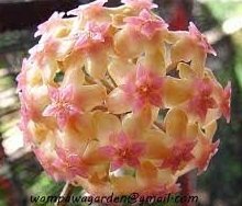 Hoya cv joy -  Kokulu mum çiçeği 1 yaprak toprak da köklü ve sürgünlü (kod:new20a)
