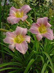 Kod:hem17 Hemerocallis 'Catherine Woodbury' Daylily Hardy Perennial (Çiçek açabilecek sağlıklı 1adet rizom)
