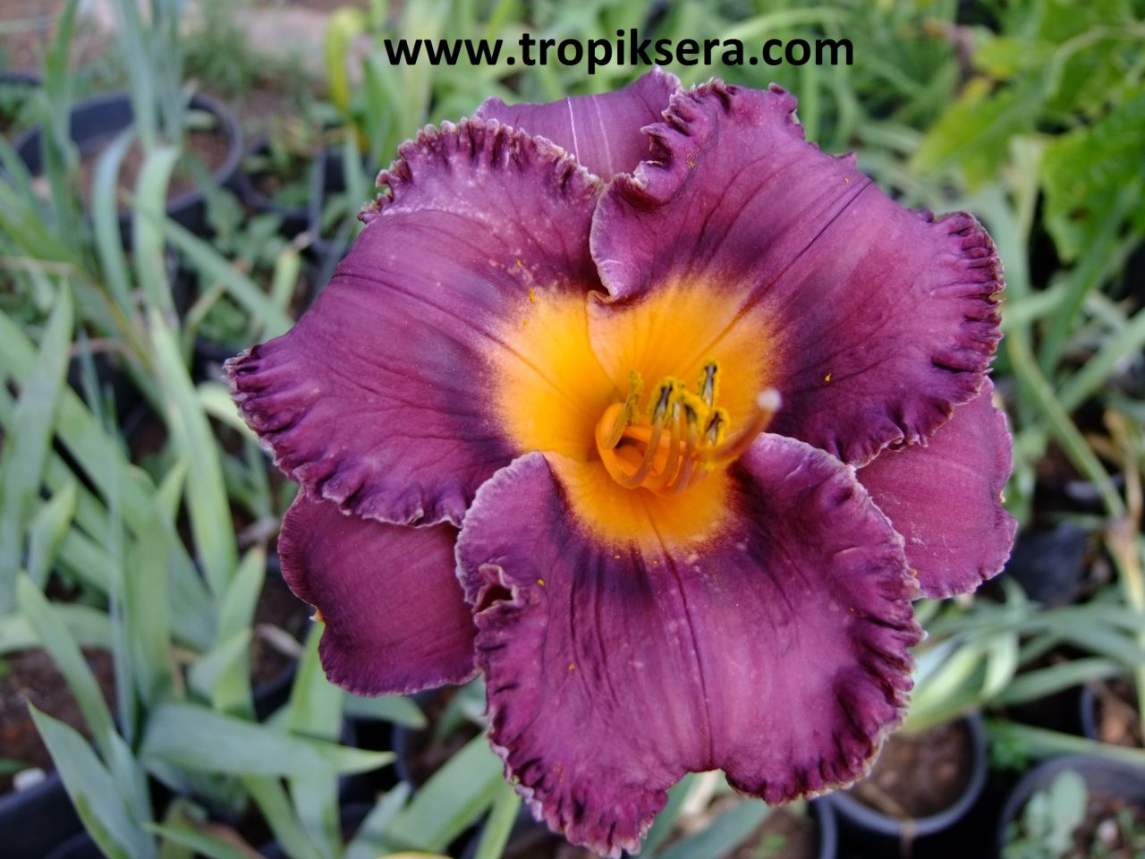 Kod:hem18 Hemerocallis 'Night Whispers' Daylily Hardy Perennial (Çiçek açabilecek sağlıklı 1adet rizom)