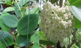 Hoya cv. bent -  Kokulu mum çiçeği 2 yaprak toprak da köklü ve sürgünlü (kod:new22a)