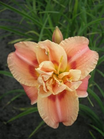 Kod:hem19 Hemerocallis 'Congo Coral' Daylily Hardy Perennial (Çiçek açabilecek sağlıklı 1adet rizom)