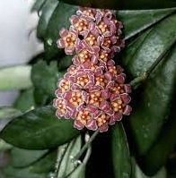 Hoya David cummingii -  Kokulu mum çiçeği 2 yaprak toprak da köklü ve sürgünlü (kod:new23a)