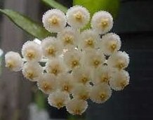 Hoya lacunosa towe -  Karanfil Kokulu mum çiçeği 2 yaprak toprak da köklü ve sürgünlü (kod:new26a)