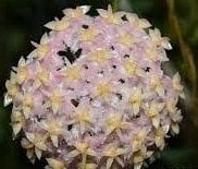 Hoya erythrostemma pink -  Kokulu mum çiçeği 2 yaprak toprak da köklü ve sürgünlü (kod:new27a)