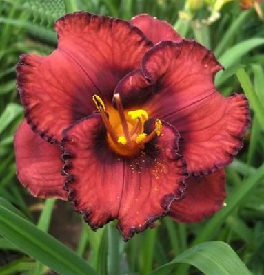 Kod:hem21 Hemerocallis 'Berrylicious' Daylily Hardy Perennial (Çiçek açabilecek sağlıklı 1adet rizom)