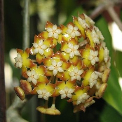 Hoya finlaysonii chicken farm -  Kokulu mum çiçeği 2 yaprak toprak da köklü ve sürgünlü (kod:new29a)