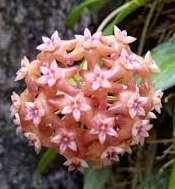 Hoya fitchii -  Kokulu mum çiçeği 2 yaprak toprak da köklü ve sürgünlü ( (kod:new30a)