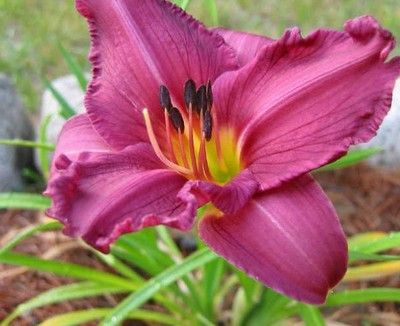 Kod:hem23 Hemerocallis 'Summer wine' Daylily Hardy Perennial (Çiçek açabilecek sağlıklı 1adet rizom)