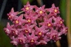 Hoya glabra -  Kokulu mum çiçeği 2 yaprak toprak da köklü ve sürgünlü (kod:new32a)