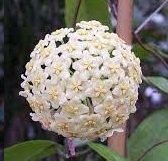 Hoya india iml 1598 -  Kokulu mum çiçeği 2 yaprak toprak da köklü ve sürgünlü (kod:new38a)