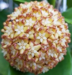 Hoya incrassata -  Kokulu mum çiçeği 2 yaprak toprak da köklü ve sürgünlü (kod:new39a)
