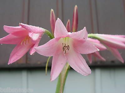 Kod:cr09 Açık pembe Crinum amaryllis - Crinum Lily, Pink Trumpet (sağlıklı 1 adet orta büyüklükte soğan)