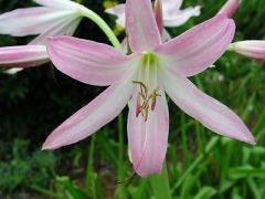 Kod:cr10 Açık pembe Crinum amaryllis - Crinum Lily, Pink Mystery (sağlıklı 1 adet orta büyüklükte soğan)
