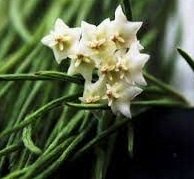 Hoya linearis -  Kokulu mum çiçeği 10-20 cm boyda toprak da köklü ve sürgünlü (kod:new43a)