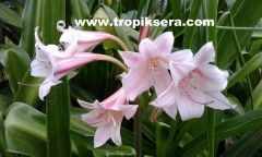 Kod:cr13 Kırmızı çizgili beyaz Crinum amaryllis - Crinum Lily, Montgomery Nana (sağlıklı 1 adet orta büyüklükte soğan)