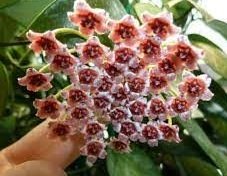 Hoya memoria -  Kokulu mum çiçeği 2 yaprak toprak da köklü ve sürgünlü (kod:new46a)