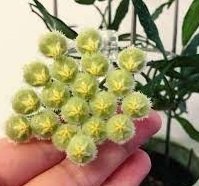 Hoya mirabilis -  Kokulu mum çiçeği 2 yaprak toprak da köklü ve sürgünlü (kod:new48a)