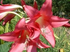 Kod:cr18 kırmızı Crinum amaryllis - Crinum Lily,  Elizabeth Traub (sağlıklı 1 adet orta büyüklükte soğan)