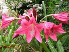 Kod:cr19 kırmızı Crinum amaryllis - Crinum Lily, Code Red (sağlıklı 1 adet orta büyüklükte soğan)