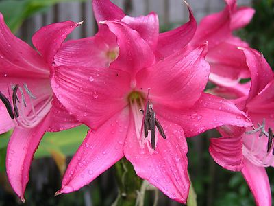 Kod:cr20 kırmızı Crinum amaryllis - Crinum Lily, Burgundy (sağlıklı 1 adet orta büyüklükte soğan)