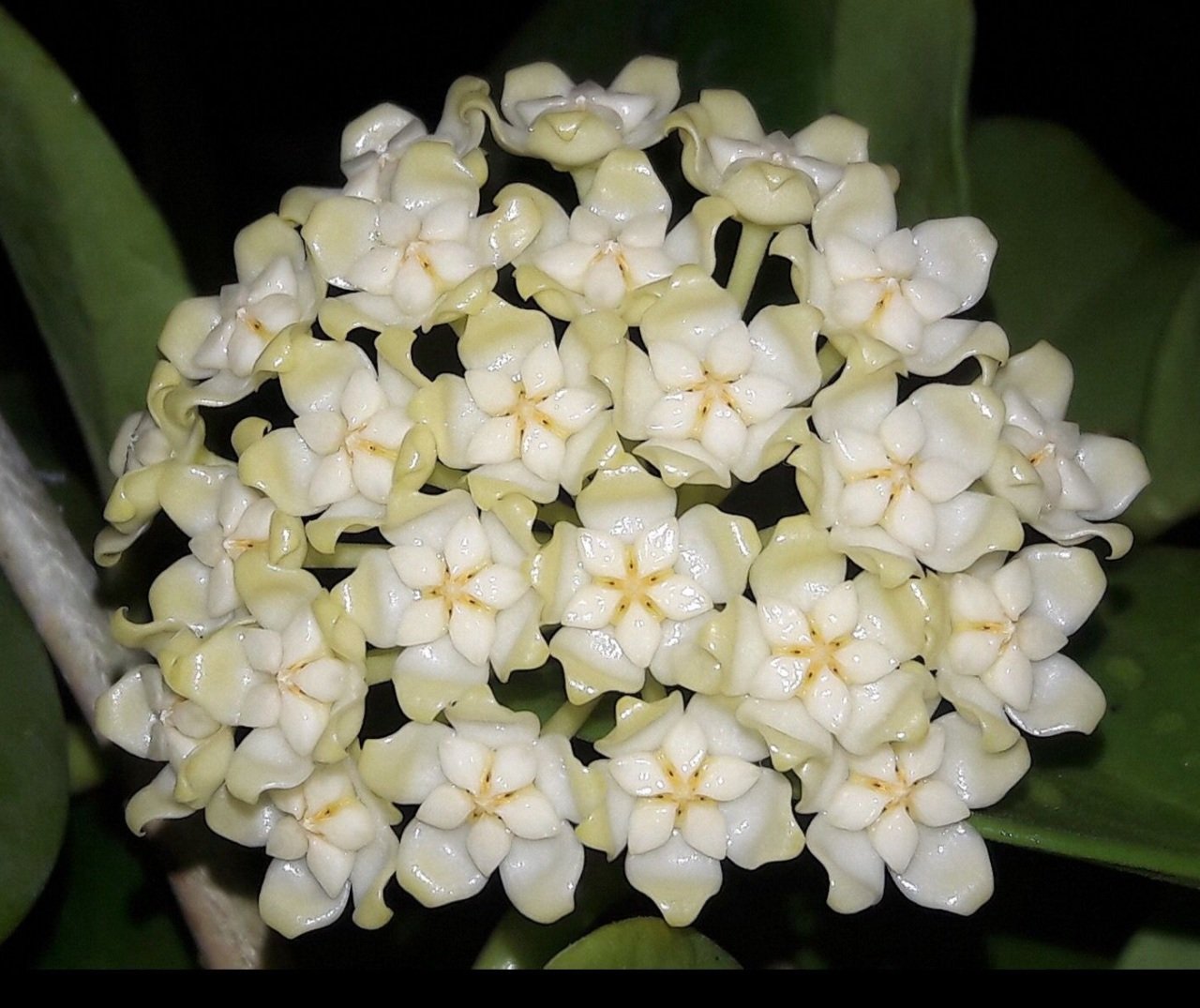 Hoya pachyclada white corona -  Kokulu mum çiçeği 2 yaprak toprak da köklü ve sürgünlü (kod:new53a)