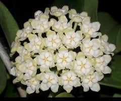 Hoya pachyclada white corona -  Kokulu mum çiçeği 2 yaprak toprak da köklü ve sürgünlü (kod:new53a)