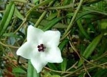 Hoya pauciflora -  Kokulu mum çiçeği 2 yaprak toprak da köklü ve sürgünlü (kod:new57a)