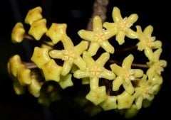 hoya quinquenervia -  Kokulu mum çiçeği 2 yaprak toprak da köklü ve sürgünlü (kod:new59a)