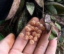 Hoya sigillatis -  Kokulu mum çiçeği 2 yaprak toprak da köklü ve sürgünlü (kod:new62a)
