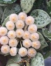 Hoya super eskimo -  Kokulu mum çiçeği 2 yaprak toprak da köklü ve sürgünlü (kod:new65a)