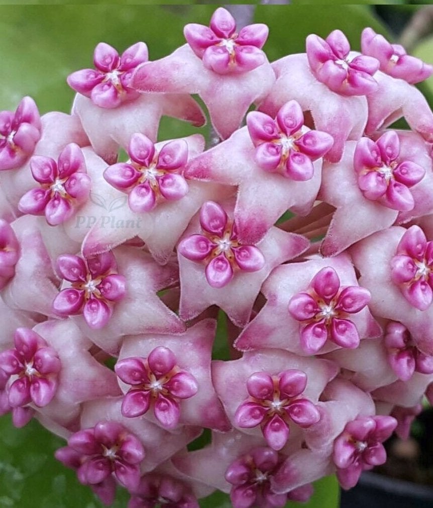 Hoya sweet scent -  Kokulu mum çiçeği 2 yaprak toprak da köklü ve sürgünlü (kod:new66a)