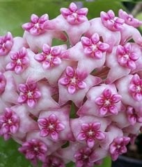 Hoya sweet scent -  Kokulu mum çiçeği 2 yaprak toprak da köklü ve sürgünlü (kod:new66a)