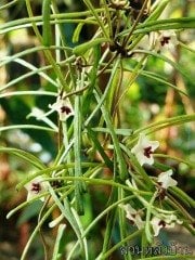 Hoya retusa -  Kokulu mum çiçeği 2 yaprak toprak da köklü ve sürgünlü (kod:new70a)
