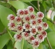 Hoya brevialata -  Kokulu mum çiçeği 2 yaprak toprak da köklü ve sürgünlü (kod:new78a)