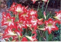 Kod:amr01 kırmızı beyaz amaryllis -  Amaryllis Lily, Red with White Star (sağlıklı 1 adet büyük soğan)