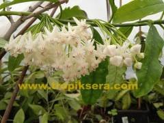 Hoya lockii -  Çikolata kokulu mum çiçeği 2 yaprak toprak da köklü ve sürgünlü (kod:new80a)
