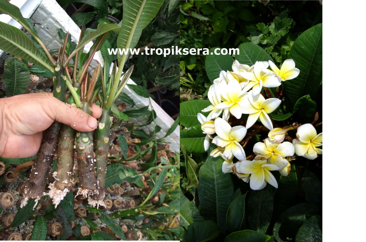 Kod:plu13 Köklü çelik Plumeria - Frangipani, iyi beslenirse seneye çiçek açar. (1 adet açık renk çiçek açacak sağlıklı, köklü resimdeki çelik)