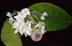 Hoya albiflora - Kokulu mum çiçeği.  20 - 30 cm boyda orta boy, güçlü sürgünlü, saksıda köklü gelişmekte (kod:new03b)