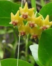 Hoya Cumingiana -  Kokulu mum çiçeği.  20 - 30 cm boyda orta boy, güçlü sürgünlü, saksıda köklü gelişmekte (kod:new17b)