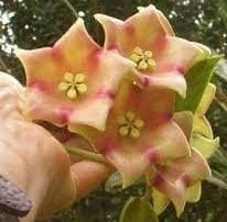 Hoya cv monette -  Kokulu mum çiçeği.    30 cm boyda orta boy, güçlü sürgünlü, saksıda köklü gelişmekte (kod:new21b)