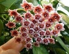 Hoya memoria -  Kokulu mum çiçeği.  20 - 30 cm boyda orta boy, güçlü sürgünlü, saksıda köklü gelişmekte (kod:new46b)
