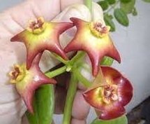 Hoya optimistic -  Kokulu mum çiçeği.  20 - 30 cm boyda orta boy, güçlü sürgünlü, saksıda köklü gelişmekte (kod:new51b)