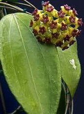 Hoya Cinnamomifolia -  Kokulu mum çiçeği.  20 - 30 cm boyda orta boy, güçlü sürgünlü, saksıda köklü gelişmekte (kod:new79b)
