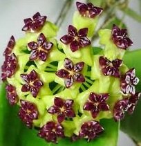 Hoya Cinnamomifolia -  Kokulu mum çiçeği.  20 - 30 cm boyda orta boy, güçlü sürgünlü, saksıda köklü gelişmekte (kod:new79b)
