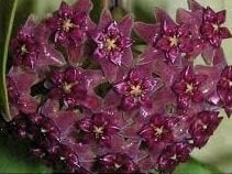 Hoya purpureo fusca -  Kokulu mum çiçeği 30 - 50 cm boyda orta boy, güçlü sürgünlü, saksıda köklü gelişmekte (kod:new54b)