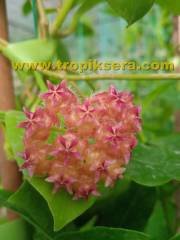 Hoya mindorensis pinkish orange -  kokulu mum çiçeği 2 yaprak toprak da köklü ve sürgünlü (kod:new88a)